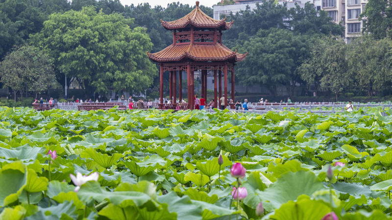 Lotus_Blooms_Turn_Wuzhou_s_Pantang_Park_into_a_Summer_Haven
