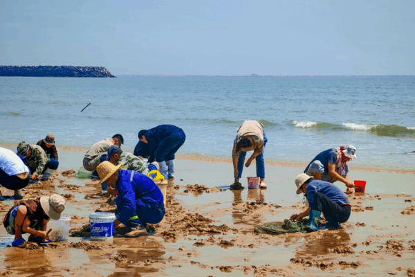 Clam-Digging Craze Lures Tourists to Rizhao’s Sandy Shores Clam-Digging Craze Lures Tourists to Rizhao’s Sandy Shores