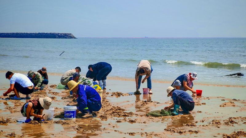 M2NARTP72VGT0EKWB9IN - My Global News: Voices of a New Era Clam-Digging Craze Lures Tourists to Rizhao’s Sandy Shores