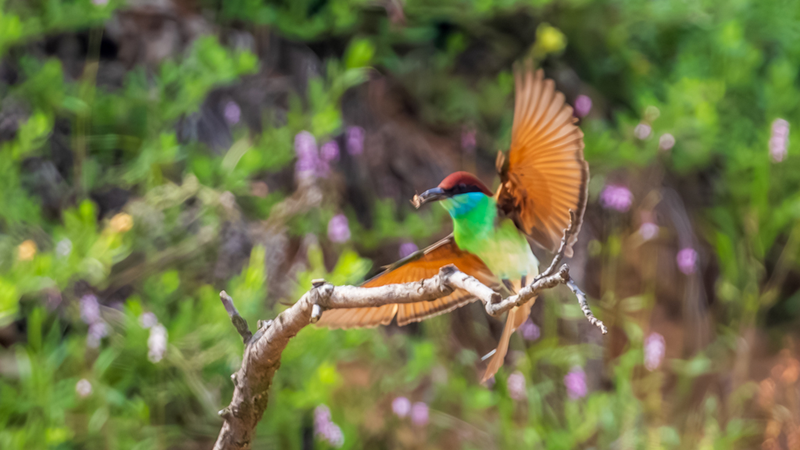 Blue-throated Bee-eater’s Lightning-Quick Aerial Skills Dazzle in Jiangxi Blue-throated Bee-eater’s Lightning-Quick Aerial Skills Dazzle in Jiangxi