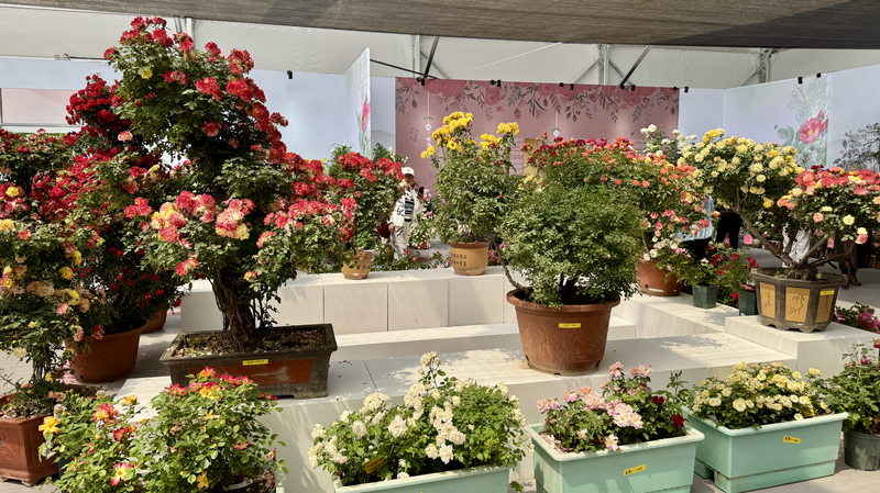 Mentougou_Rose_Expo__Blossoming_Cultures_and_Global_Connections video poster