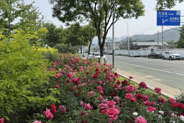Mentougou’s 21km Rose Avenue in Beijing Blooms into Tourism Hotspot Mentougou_s_21km_Rose_Avenue_in_Beijing_Blooms_into_Tourism_Hotspot video poster