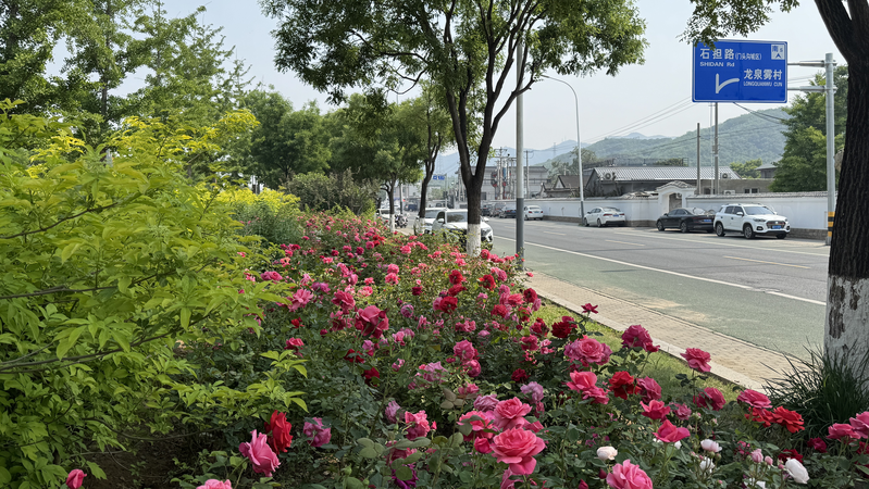 Mentougou_s_21km_Rose_Avenue_in_Beijing_Blooms_into_Tourism_Hotspot video poster