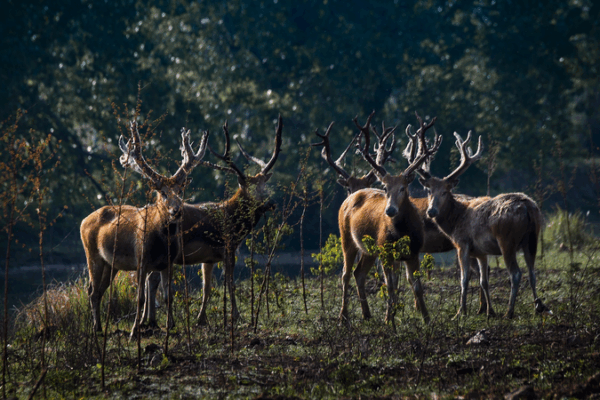 Milu Deer Clash Over Mating Rights at Dongting Lake Reserve Milu_Deer_Clash_Over_Mating_Rights_at_Dongting_Lake_Reserve video poster