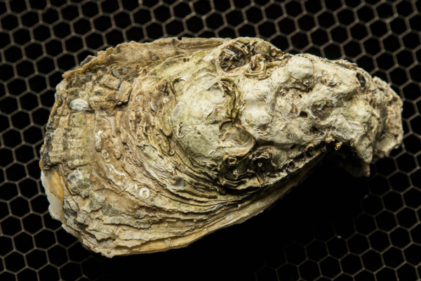 Oyster Fossils Reveal History of Global Warming Oyster_Fossils_Reveal_History_of_Global_Warming