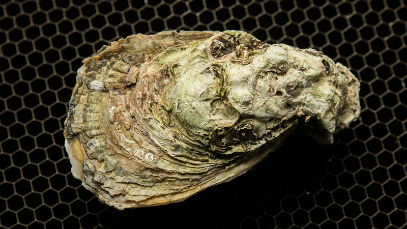 Oyster_Fossils_Reveal_History_of_Global_Warming - My Global News: Voices of a New Era Oyster_Fossils_Reveal_History_of_Global_Warming