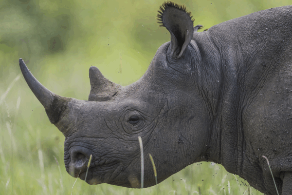 Poachers Kill Over 100 Rhinos in South Africa This Year Poachers_Kill_Over_100_Rhinos_in_South_Africa_This_Year