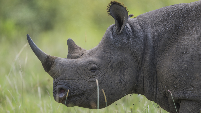 Poachers_Kill_Over_100_Rhinos_in_South_Africa_This_Year - My Global News: Voices of a New Era Poachers_Kill_Over_100_Rhinos_in_South_Africa_This_Year