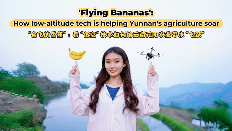RK23UDUJE0OFWF7AKSA0 - My Global News: Voices of a New Era Flying Bananas: How Drones Are Revolutionizing Yunnan’s Farms video poster