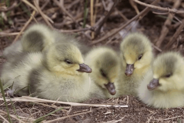 Yellow Riverās āDuck Egg Islandā Blossoms into Migratory Bird Nursery Yellow Riverās āDuck Egg Islandā Blossoms into Migratory Bird Nursery video poster