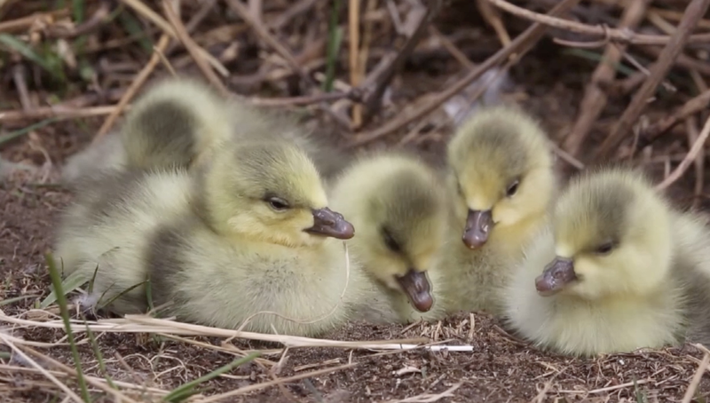 Yellow River’s ‘Duck Egg Island’ Blossoms into Migratory Bird Nursery video poster
