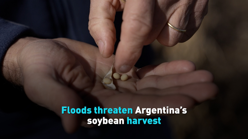 Floods Threaten Argentina’s Soybean Harvest and Global Supply Floods Threaten Argentina’s Soybean Harvest and Global Supply video poster