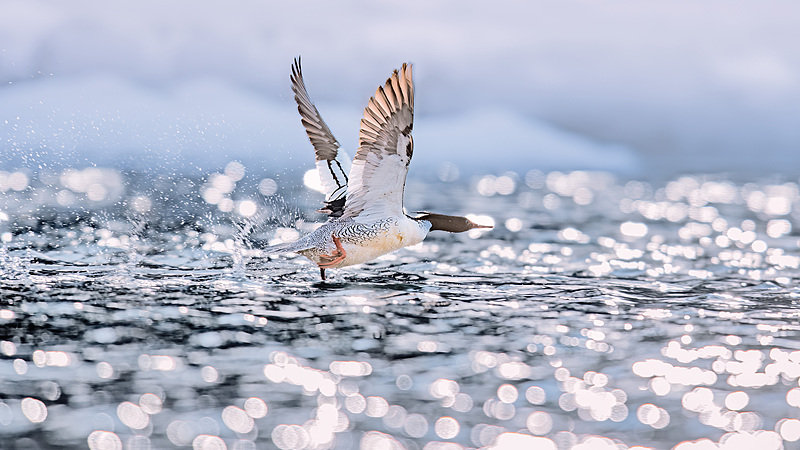 Rare Chinese Merganser Chicks Hatch and Leap to Survival Rare_Chinese_Merganser_Chicks_Hatch_and_Leap_to_Survival video poster