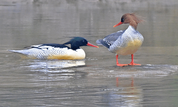 Rare_Chinese_Merganser_Chicks_Hatch_on_Changbai_Mountain video poster
