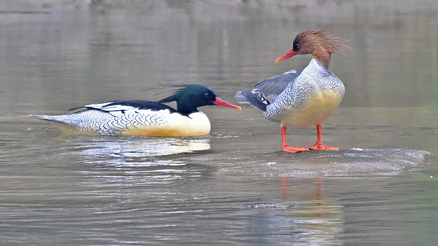 Rare_Chinese_Merganser_Chicks_Hatch_on_Changbai_Mountain video poster