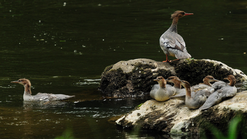 Rare Chinese Merganser Chicks Hatch on Changbai Mountain Rare_Chinese_Merganser_Chicks_Hatch_on_Changbai_Mountain video poster