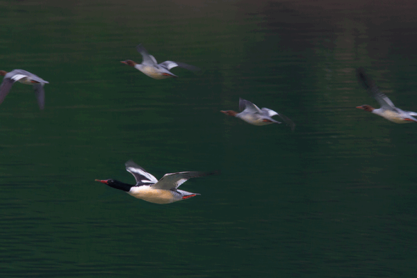 Rare Chinese merganser chicks hatch on Changbai Mountain Rare_Chinese_merganser_chicks_hatch_on_Changbai_Mountain video poster