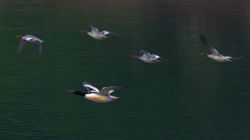 Rare_Chinese_merganser_chicks_hatch_on_Changbai_Mountain_poster-1 - My Global News: Voices of a New Era Rare_Chinese_merganser_chicks_hatch_on_Changbai_Mountain video poster
