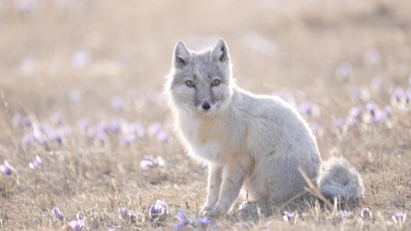 Rare Corsac Fox Couple Spotted on Inner Mongolia Grasslands Rare_Corsac_Fox_Couple_Spotted_on_Inner_Mongolia_Grasslands video poster
