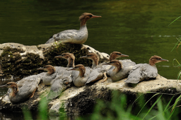 Rare Merganser Chicks Hatch on Changbai Mountain Rare_Merganser_Chicks_Hatch_on_Changbai_Mountain video poster