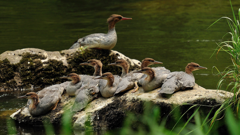 Rare_Merganser_Chicks_Hatch_on_Changbai_Mountain_poster - My Global News: Voices of a New Era Rare_Merganser_Chicks_Hatch_on_Changbai_Mountain video poster