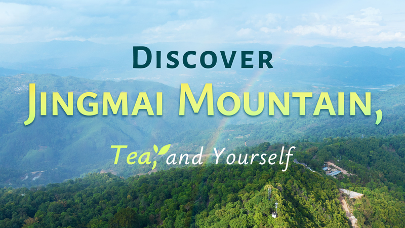 Rediscover_Yourself_in_Jingmai_Mountain_s_Ancient_Tea_Forest_poster - My Global News: Voices of a New Era Rediscover_Yourself_in_Jingmai_Mountain_s_Ancient_Tea_Forest video poster