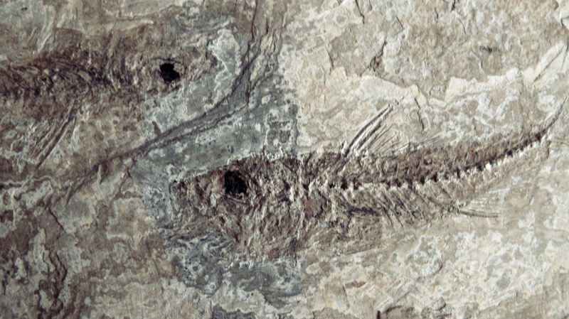 Scientists Crack Mystery of 400-Million-Year-Old Fish Scientists_Crack_Mystery_of_400_Million_Year_Old_Fish