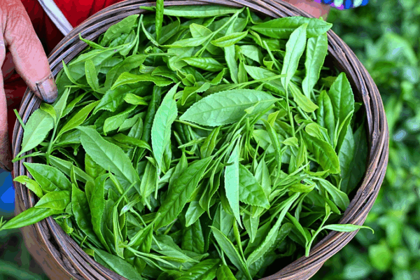 Scientists Reveal How to Preserve Late-Spring Tea Freshness Scientists_Reveal_How_to_Preserve_Late_Spring_Tea_Freshness
