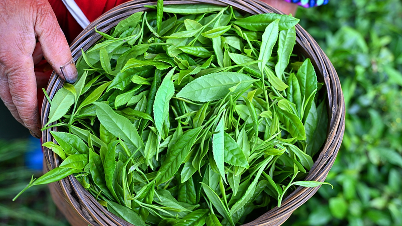 Scientists_Reveal_How_to_Preserve_Late_Spring_Tea_Freshness