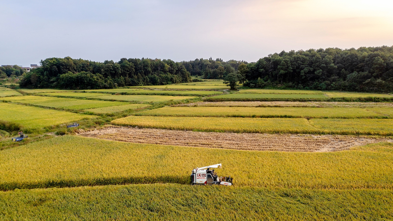 Scientists_in_Wuhan_Identify_Gene_for_Heat_Resistant_Rice