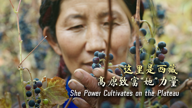 She_Power__Sows_Vineyard_Success_on_Xizang_Plateau_poster - My Global News: Voices of a New Era _She_Power__Sows_Vineyard_Success_on_Xizang_Plateau video poster