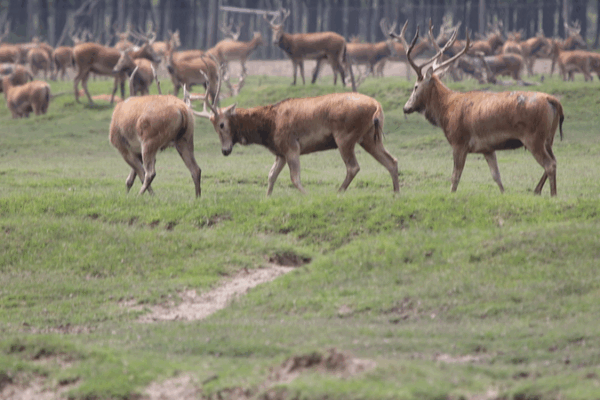 Stag_Showdown__Milu_Rutting_Battles_on_Dongting_Lake video poster