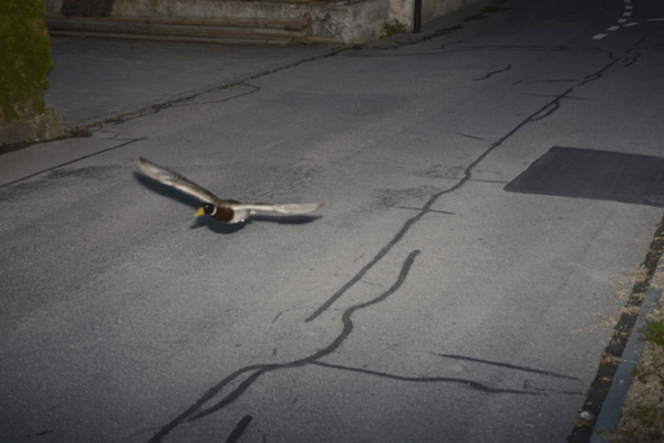 Swiss Radar Snags Speeding Duck Twice in 7 Years Swiss_Radar_Snags_Speeding_Duck_Twice_in_7_Years