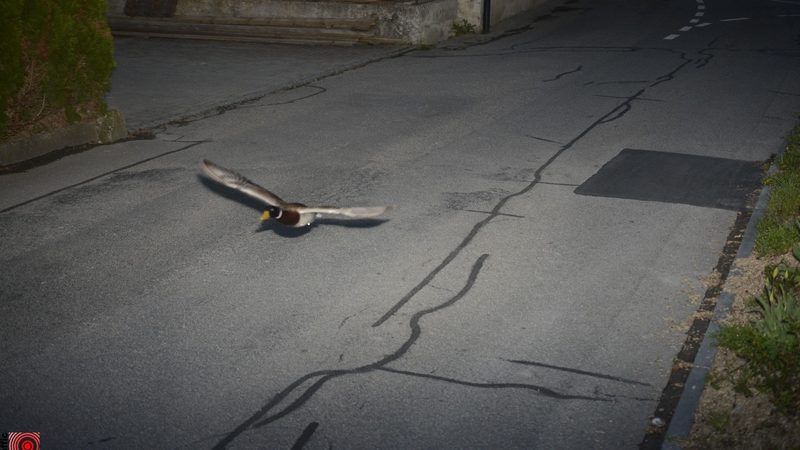 Swiss_Radar_Snags_Speeding_Duck_Twice_in_7_Years