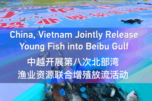The Chinese mainland and Vietnam unite to restock Beibu Gulf The_Chinese_mainland_and_Vietnam_unite_to_restock_Beibu_Gulf video poster