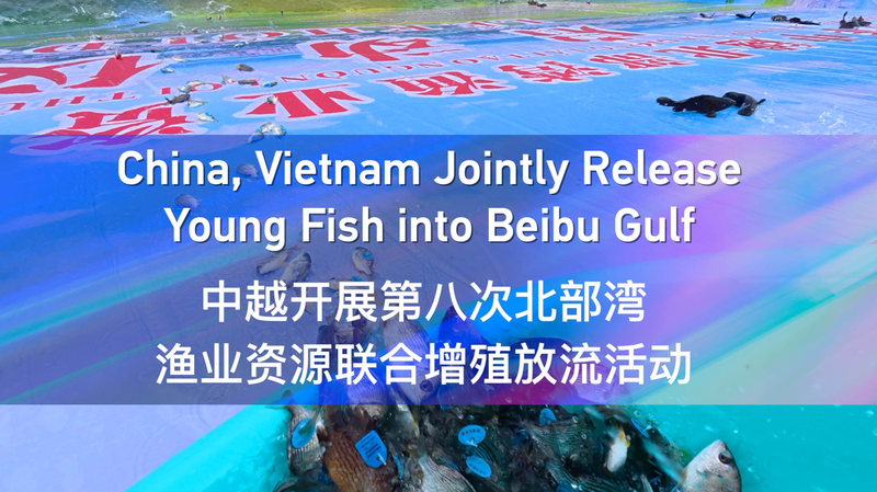 The_Chinese_mainland_and_Vietnam_unite_to_restock_Beibu_Gulf video poster