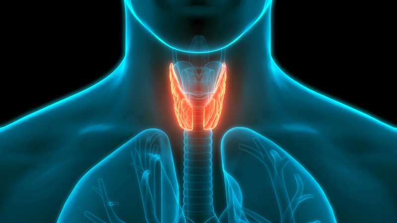 Thyroid_Health_Trends_Soar_on_Xiaohongshu__Young_Users_Share_Candid_Journeys - My Global News: Voices of a New Era Thyroid_Health_Trends_Soar_on_Xiaohongshu__Young_Users_Share_Candid_Journeys