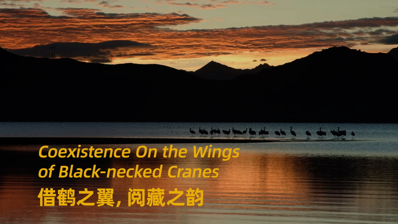 Tracing Black-Necked Cranes: A Seasonal Voyage in Xizang Tracing_Black_Necked_Cranes__A_Seasonal_Voyage_in_Xizang video poster