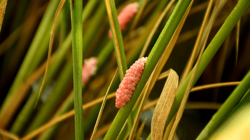 UNSW Study Warns Biocontrol Could Empower Invasive Weeds UNSW_Study_Warns_Biocontrol_Could_Empower_Invasive_Weeds