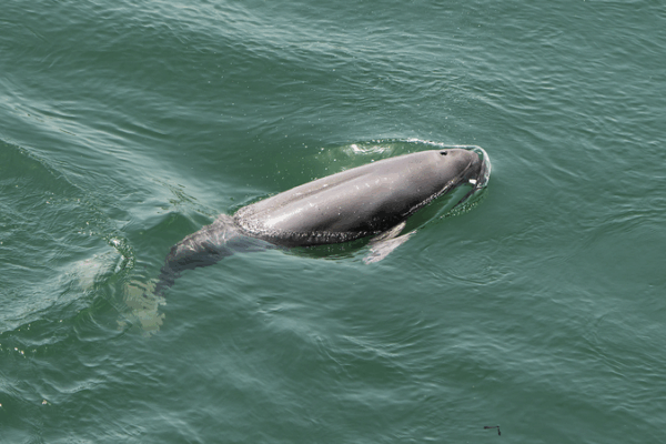 Underwater Tech from the Chinese Mainland Tracks and Protects Porpoises Worldwide Underwater_Tech_from_the_Chinese_Mainland_Tracks_and_Protects_Porpoises_Worldwide