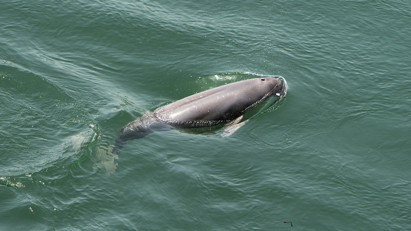 Underwater_Tech_from_the_Chinese_Mainland_Tracks_and_Protects_Porpoises_Worldwide