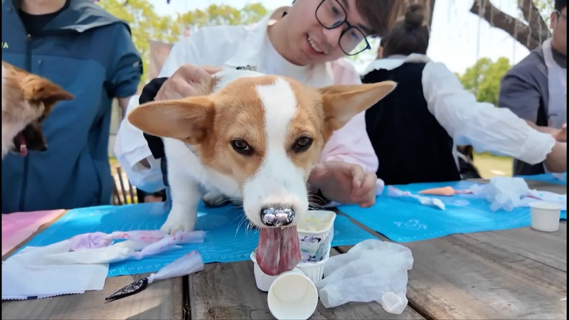 Wuxi’s Pet-Friendly Boom: Buses, Trails & New Social Hubs Wuxi’s Pet-Friendly Boom: Buses, Trails & New Social Hubs video poster