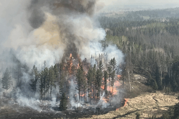 Wildfires Hammer Global Forest Recovery Capacity Wildfires_Hammer_Global_Forest_Recovery_Capacity