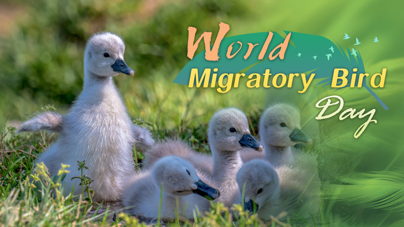 World Migratory Bird Day: Feathered Travelers Over City Skies World_Migratory_Bird_Day__Feathered_Travelers_Over_City_Skies