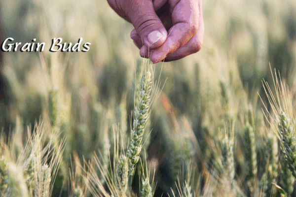 Xiaoman Ushers in Summer: Grain Buds and Rising Heat Xiaoman_Ushers_in_Summer__Grain_Buds_and_Rising_Heat