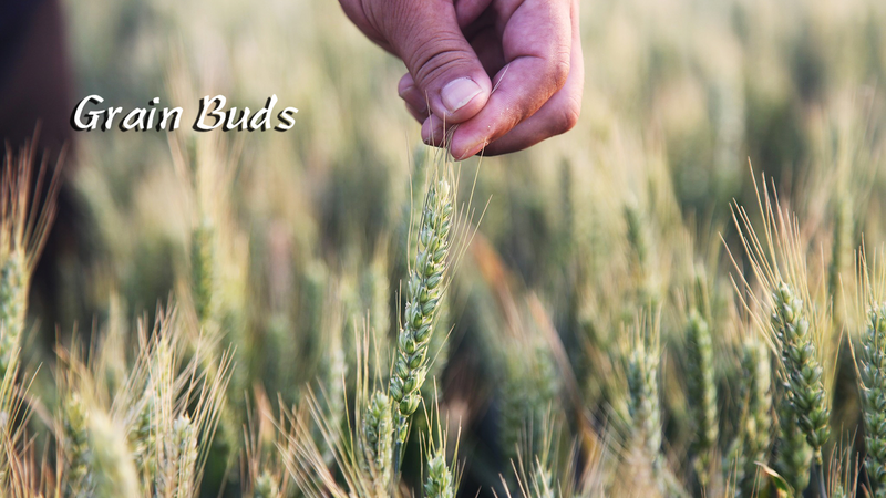 Xiaoman_Ushers_in_Summer__Grain_Buds_and_Rising_Heat - My Global News: Voices of a New Era Xiaoman_Ushers_in_Summer__Grain_Buds_and_Rising_Heat
