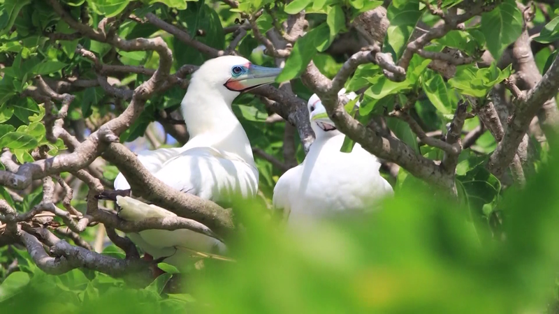 Explore Sansha’s Marine Biodiversity on International Day video poster