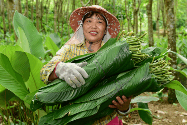 Zongzi Leaves Spark Prosperity in Hainan’s Yashipu Village Zongzi_Leaves_Spark_Prosperity_in_Hainan_s_Yashipu_Village