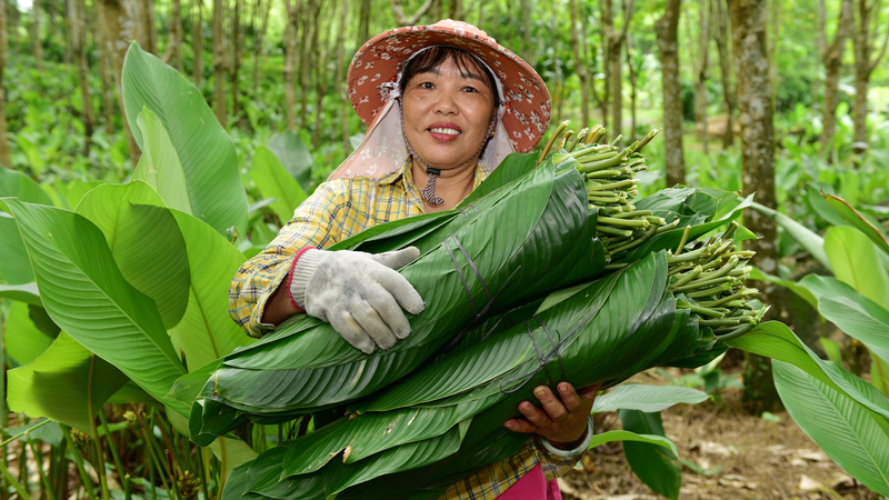 Zongzi_Leaves_Spark_Prosperity_in_Hainan_s_Yashipu_Village