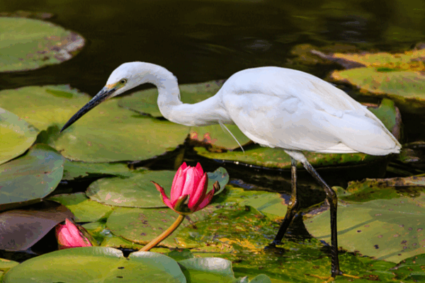 Daguan Park’s Lotus Blooms and Egrets: Kunming’s Urban Oasis Daguan Park’s Lotus Blooms and Egrets: Kunming’s Urban Oasis
